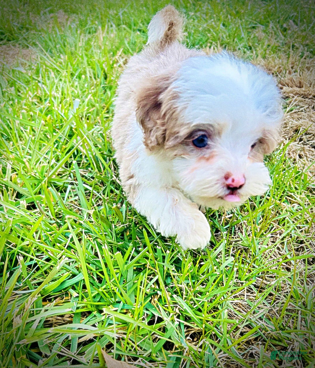 Havapoo dogs for sale: Whisper - Ad 8