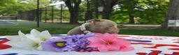 American Bully dogs for sale: American Bully Puppy 5 - Ad 5