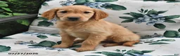 Golden Retriever dogs for sale: Alex - Ad 3