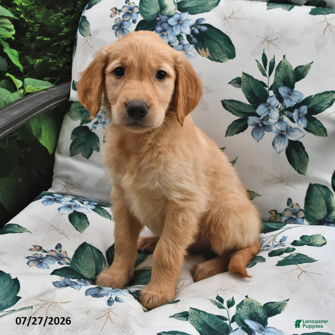 Golden Retriever dogs for sale: Alex - Ad 3