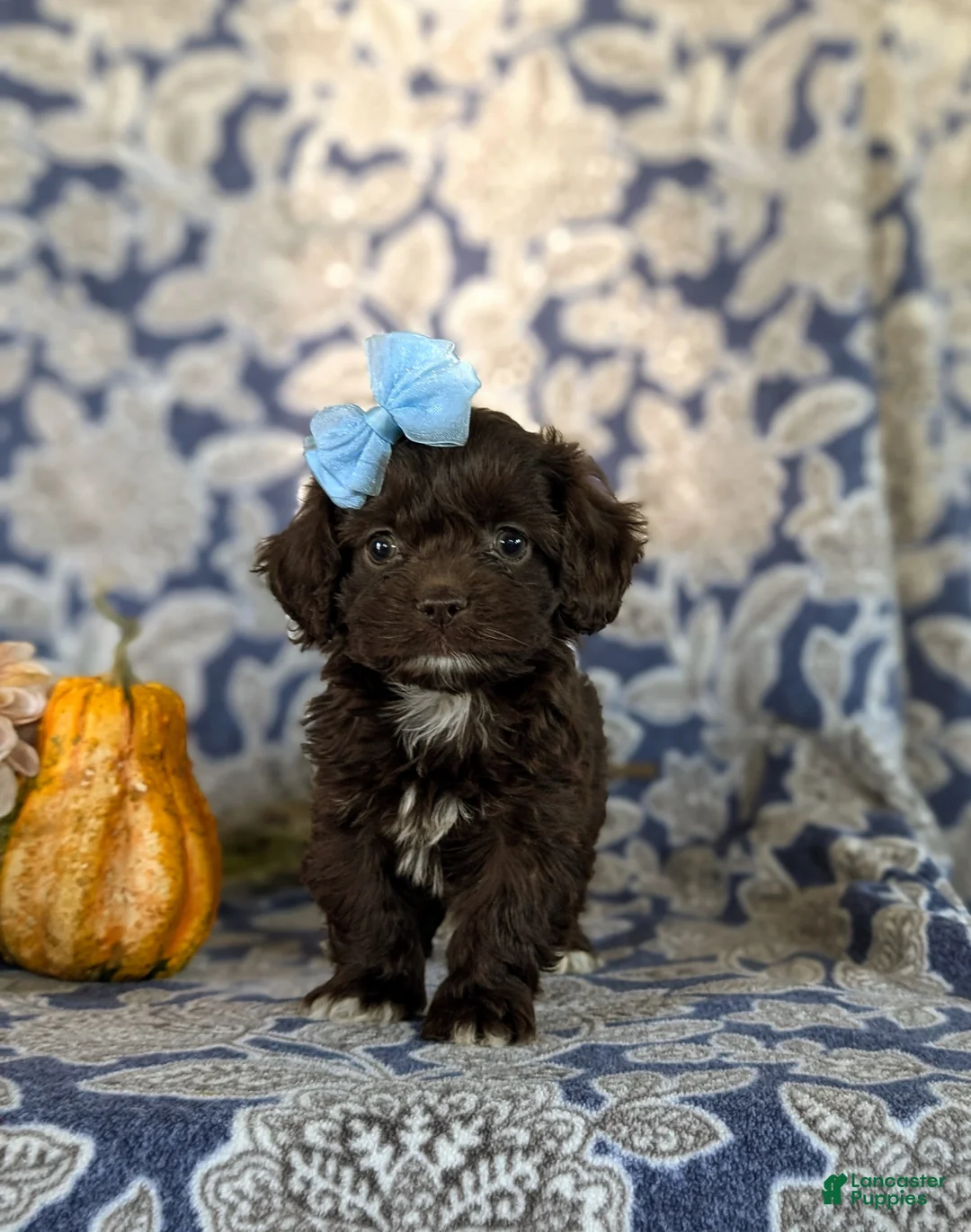 Cockapoo dogs for sale: Jacey - Ad 7