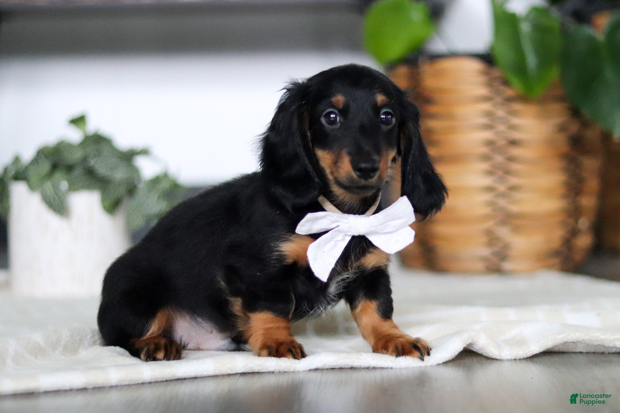 Miniature Dachshund dogs Buddy - Ad 2