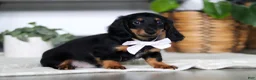 Miniature Dachshund dogs for sale: Buddy - Ad 2
