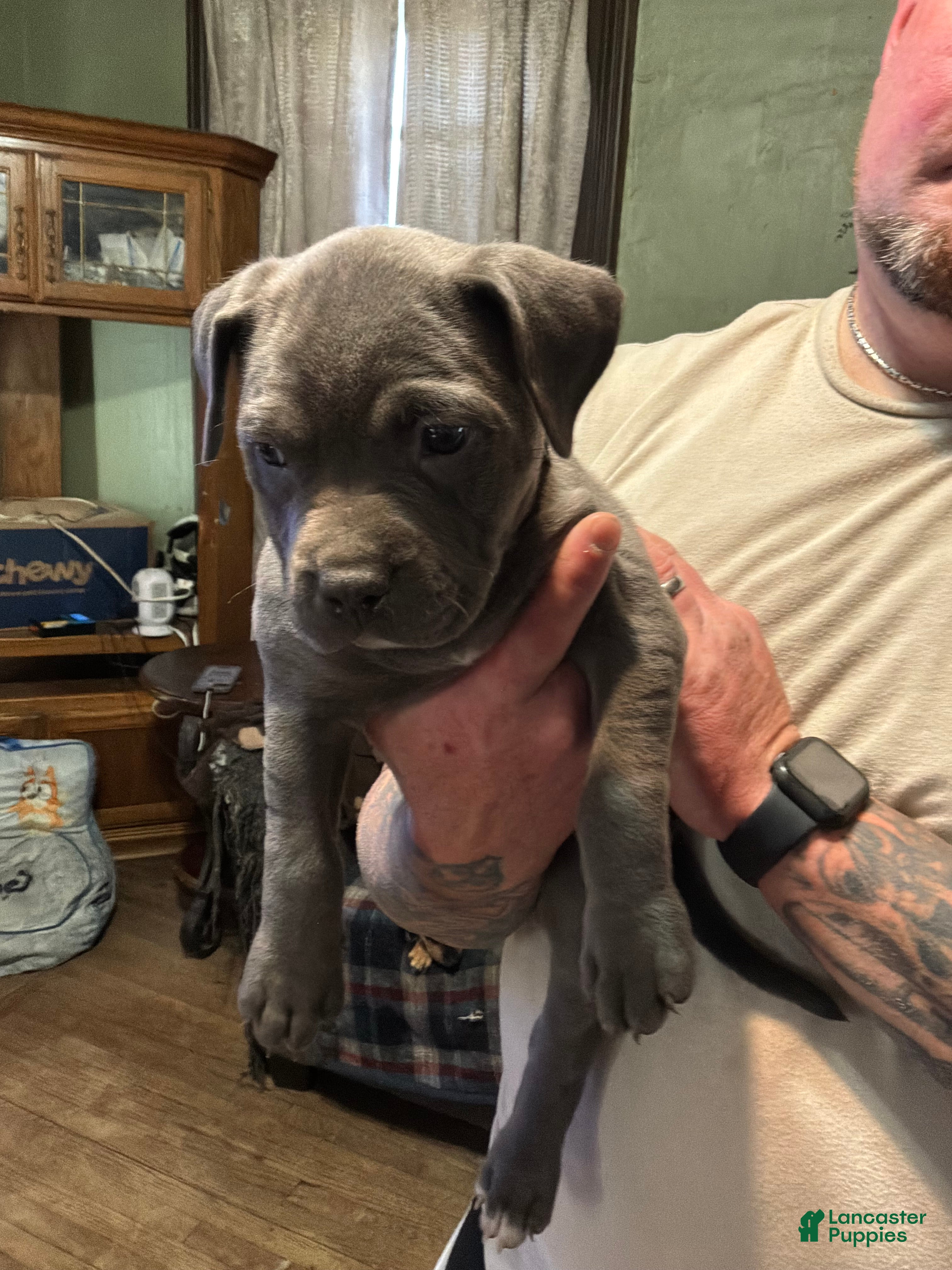 American Pit Bull Terrier dogs American Pit Bull Terrier Puppy 6 - Ad 11