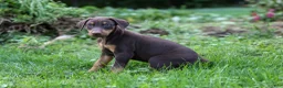 Doberman Pinscher dogs for sale: REACHEL - Ad 6