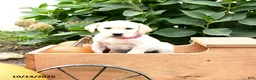 Labrador Retriever dogs for sale: Trixie - Ad 1