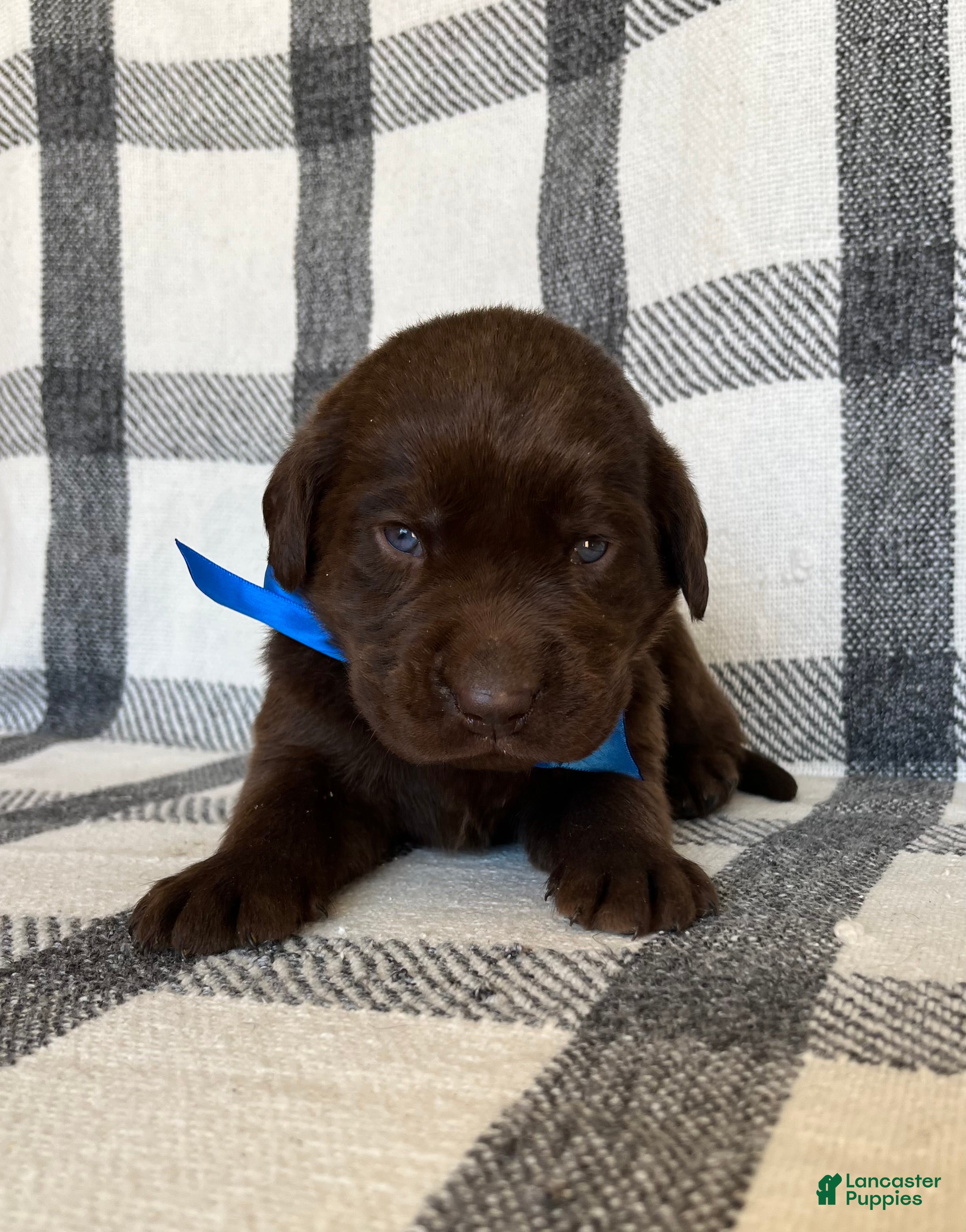 Labrador Retriever dogs for sale: Maverick  - Ad 1