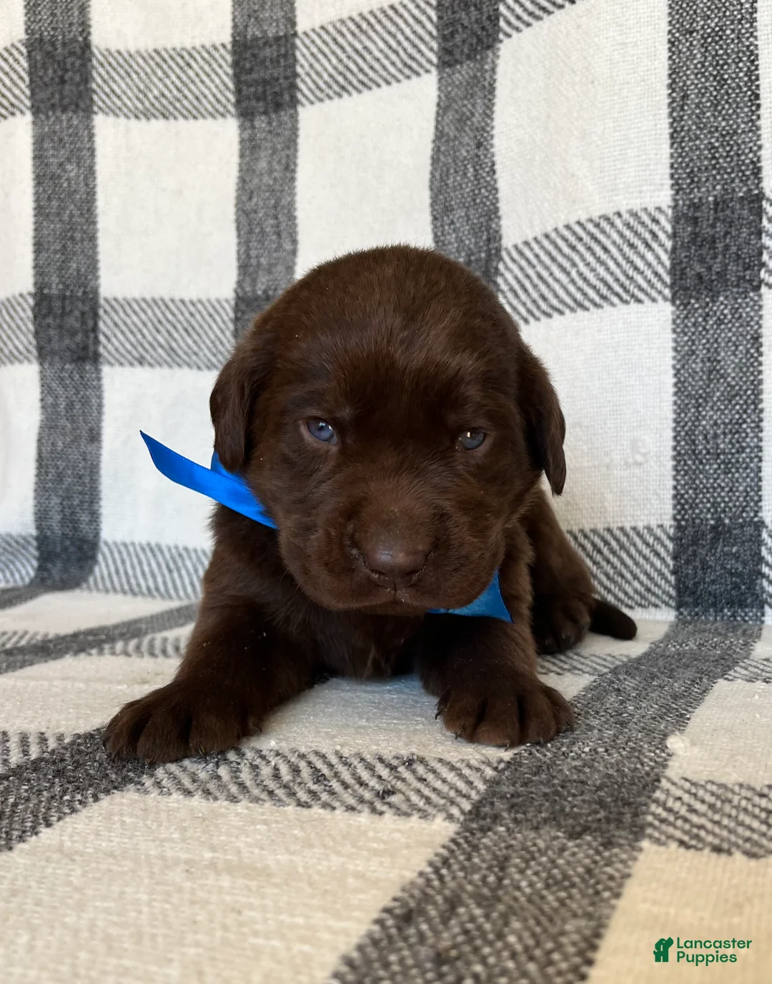 Labrador Retriever dogs for sale: Maverick  - Ad 1