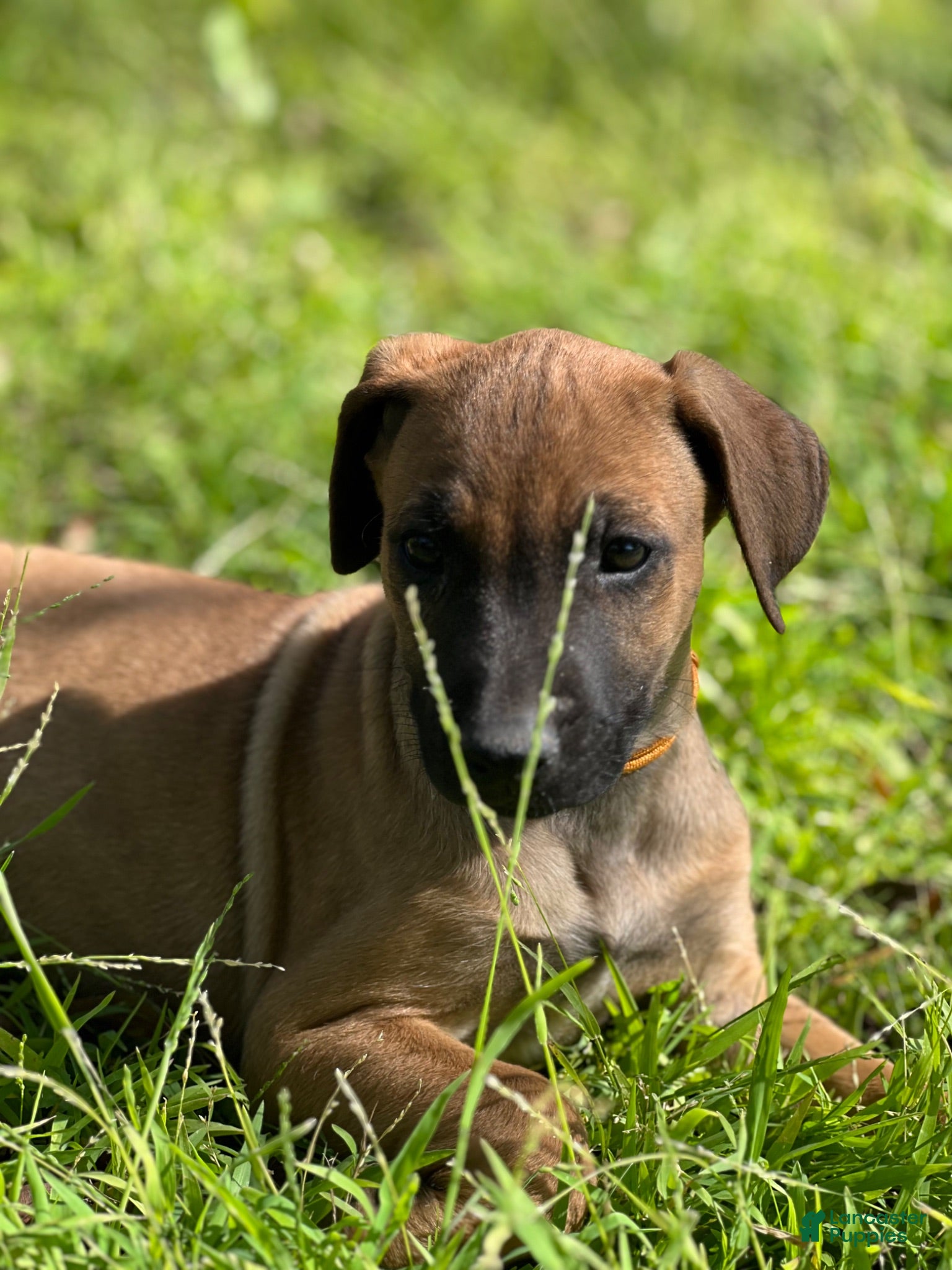 Mixed Breed dogs Brownie  - Ad 35