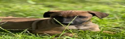 Mixed Breed dogs for sale: Brownie  - Ad 1