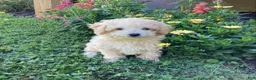 Mini Goldendoodle dogs for sale: Sparkle  - Ad 2
