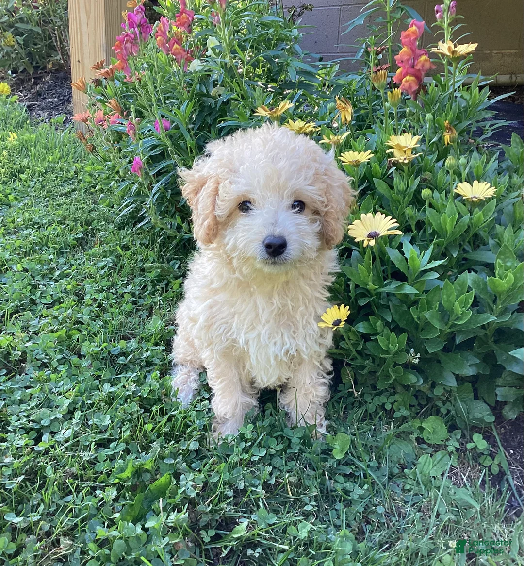 Mini Goldendoodle dogs for sale: Sparkle  - Ad 2