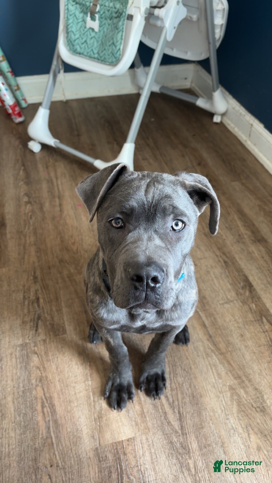 Cane Corso dogs for sale: Matrix - Ad 4
