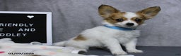 Papillon dogs for sale: Nobel - Ad 4