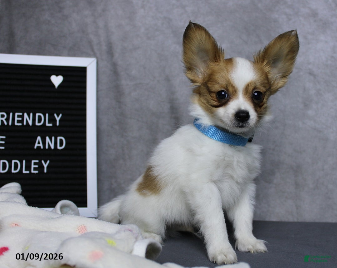 Papillon dogs for sale: Nobel - Ad 4