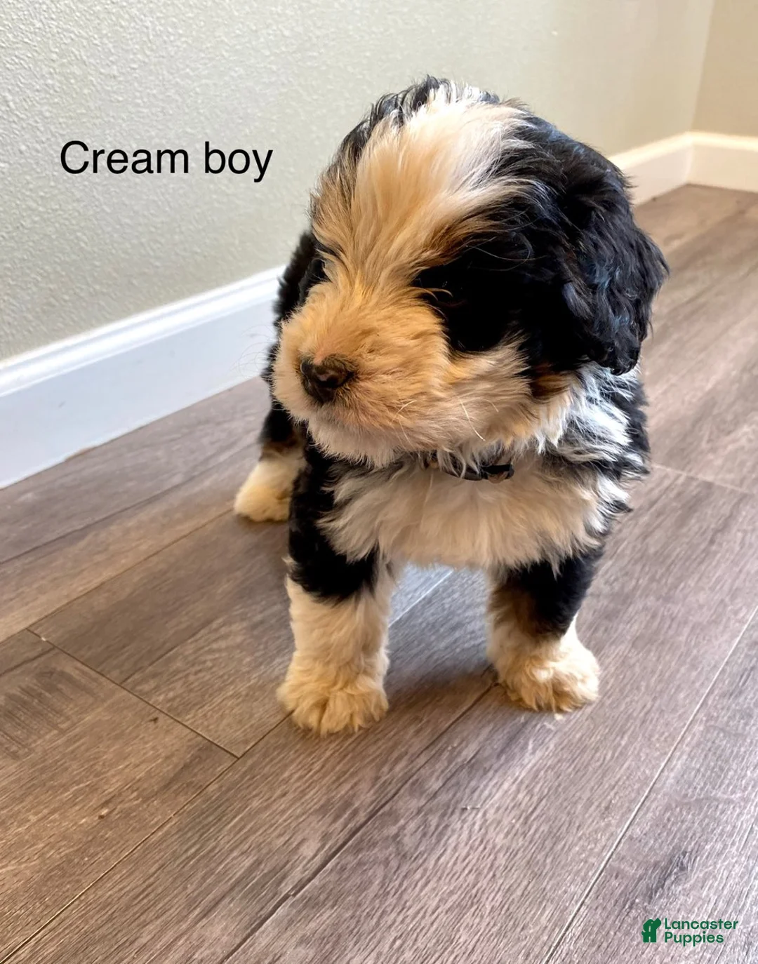 Bernedoodle dogs for sale: Cream - Male - Ad 2
