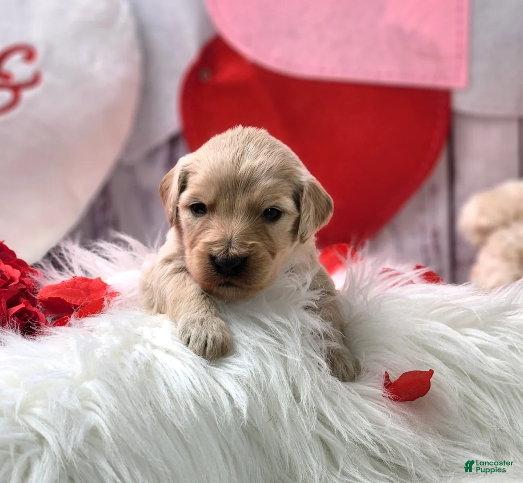 Goldendoodle dogs for sale: Boone - Ad 2