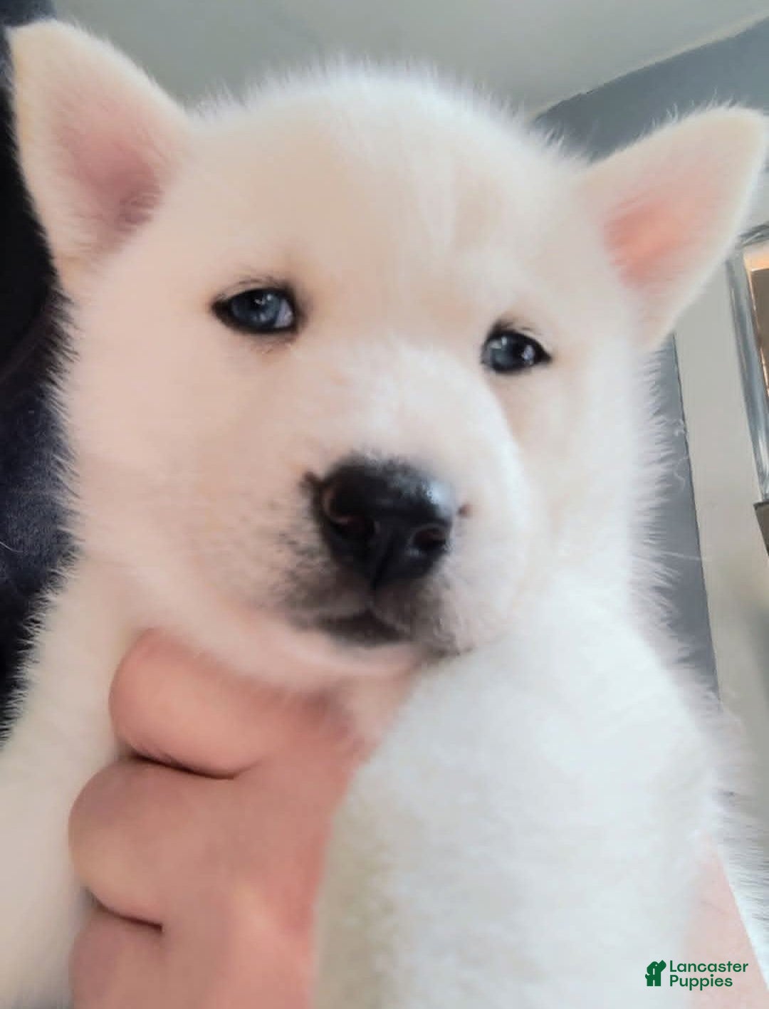 Siberian Husky dogs 📸✨24 Karat Gold✨ Isabella Siberian Husky With Sapphire Blue Eyes 🌌💙📸 - Ad 5