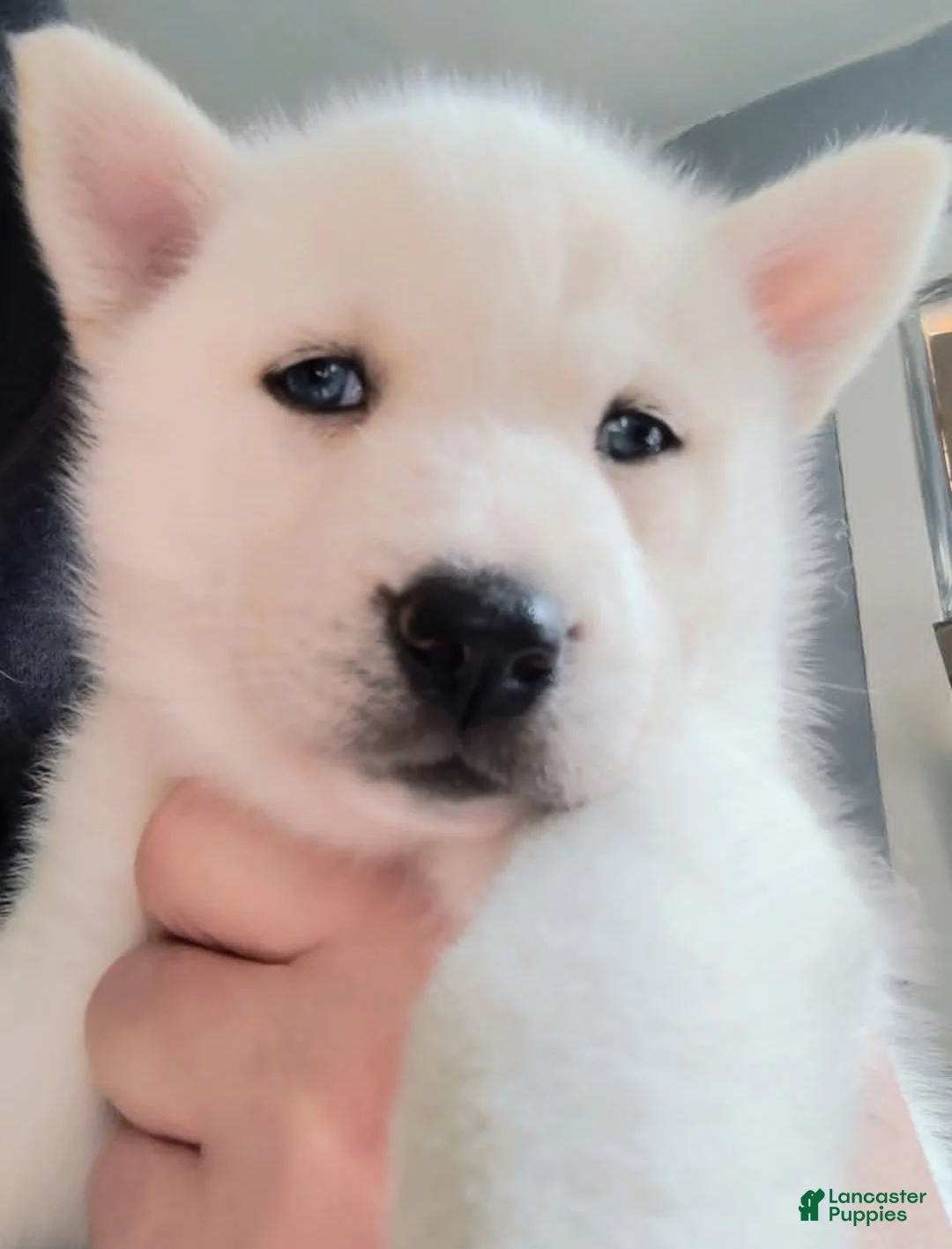 Siberian Husky dogs for sale: 📸✨24 Karat Gold✨ Isabella Siberian Husky With Sapphire Blue Eyes 🌌💙📸 - Ad 1