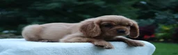 Cavalier King Charles Spaniel dogs for sale: Teddy - Ad 4
