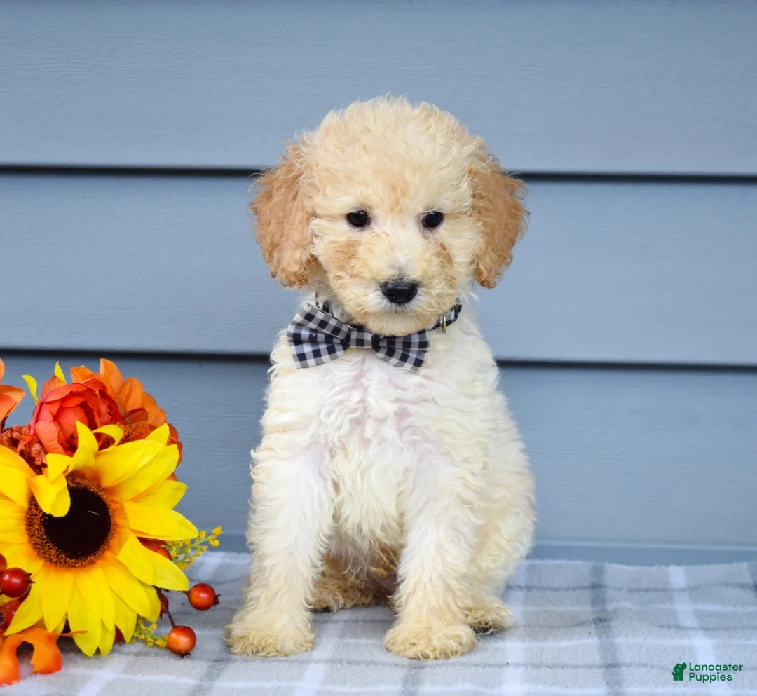 Goldendoodle dogs for sale: Oscar - Ad 11
