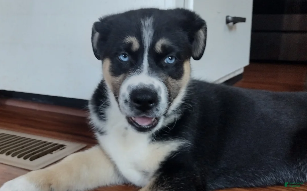 Gerberian Shepsky dogs for sale: Button - Ad 1