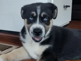 Gerberian Shepsky dogs for sale: Button - Ad 4