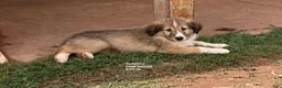 Collie dogs for sale: Susanna - Ad 1