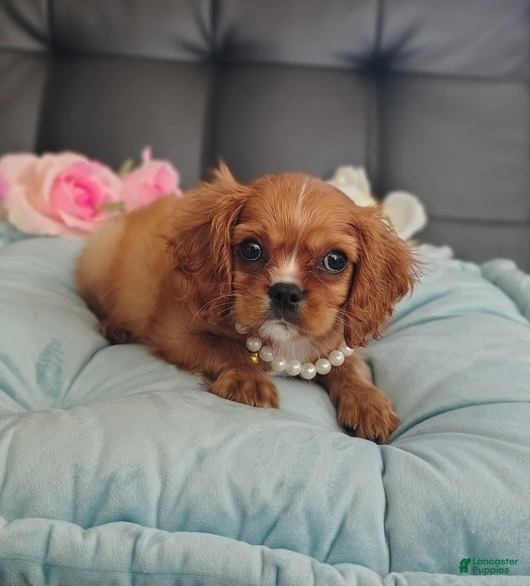 Cavalier King Charles Spaniel dogs for sale: Arthur  - Ad 1