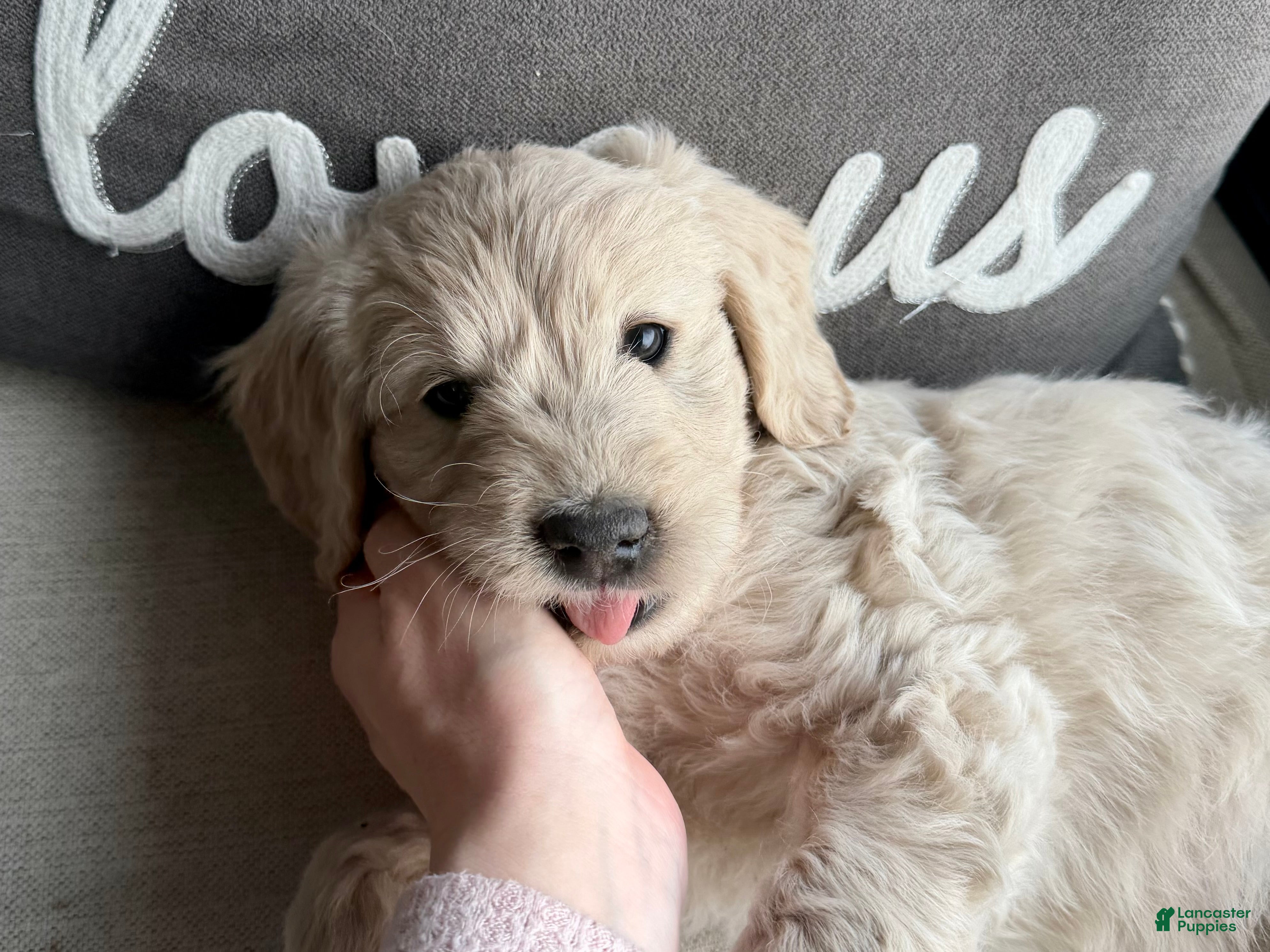 Mini Goldendoodle dogs Aspen  - Ad 2