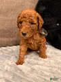 Mixed Breed Puppy 1