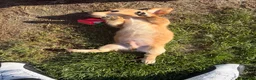 Miniature Dachshund dogs for sale:  Milo Miniature Dachshund 1 - Ad 1