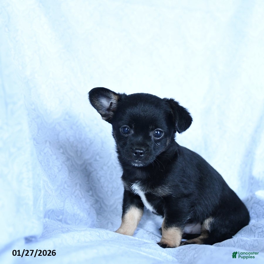 Mixed Breed dogs Molasses - Ad 5