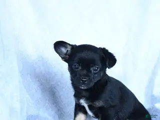 Mixed Breed dogs Molasses - Ad 5