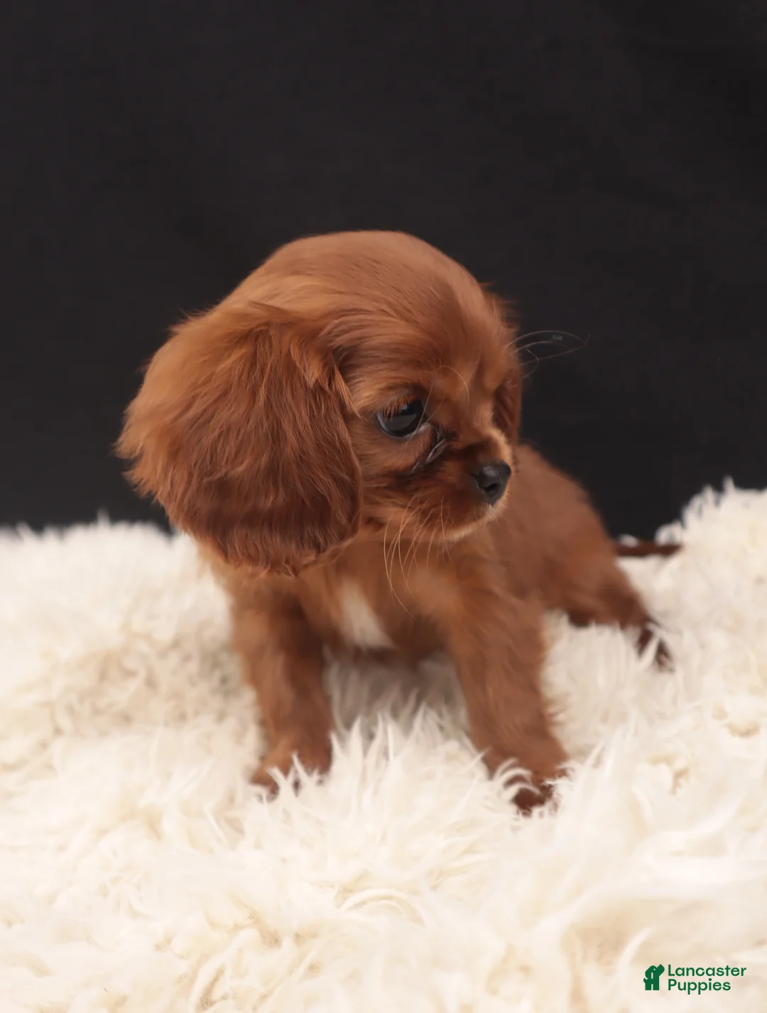Cavalier King Charles Spaniel dogs for sale: ABBY  - Ad 1
