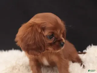 Cavalier King Charles Spaniel dogs ABBY - Ad 24