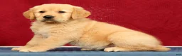 Golden Retriever dogs for sale: Aerie - Ad 4