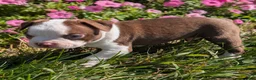 Boston Terrier dogs for sale: Cherry - Ad 3
