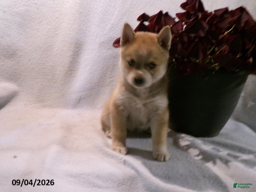 Pomsky dogs Bella - Ad 1