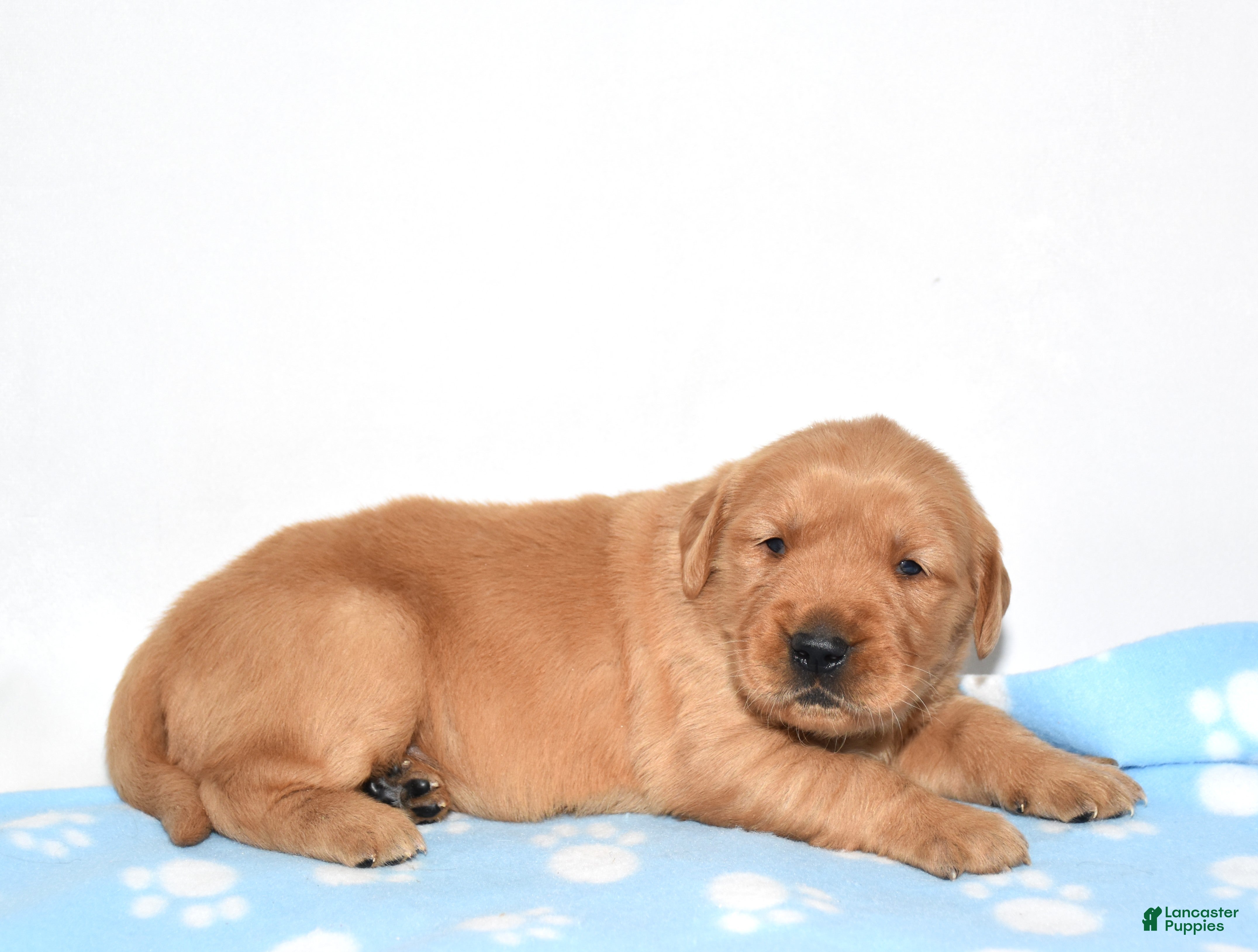 Golden Retriever dogs Annabella - Ad 1