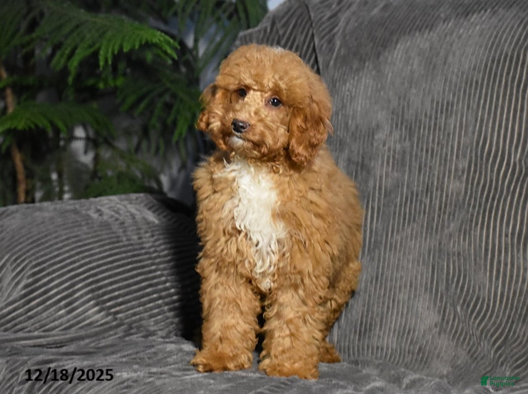 Miniature Poodle dogs for sale: Kalyn - Ad 4