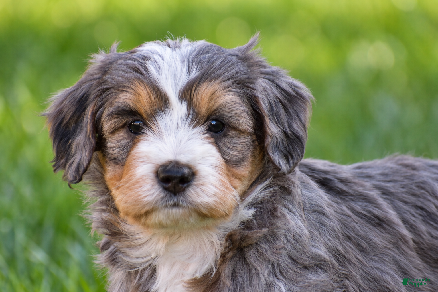 Mixed Breed dogs for sale: Sarah - Mini Bernedoodle - Ad 2