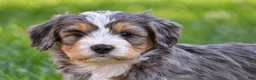 Mixed Breed dogs for sale: Sarah - Mini Bernedoodle - Ad 2