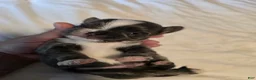 Chihuahua dogs for sale: Jazzy - Ad 5