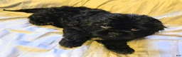 Teddy Bear dogs for sale: Ebby - Ad 6
