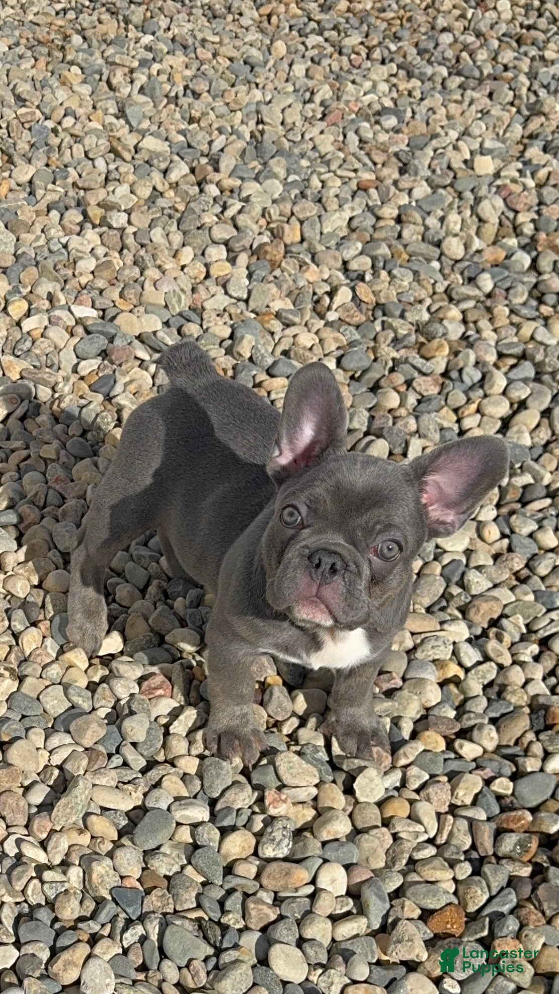 French Bulldog dogs French Bulldog Puppy 1 - Ad 23