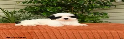 Malshi dogs for sale: Montie - Ad 3