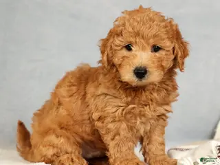 Bichpoo dogs Carson - Ad 3