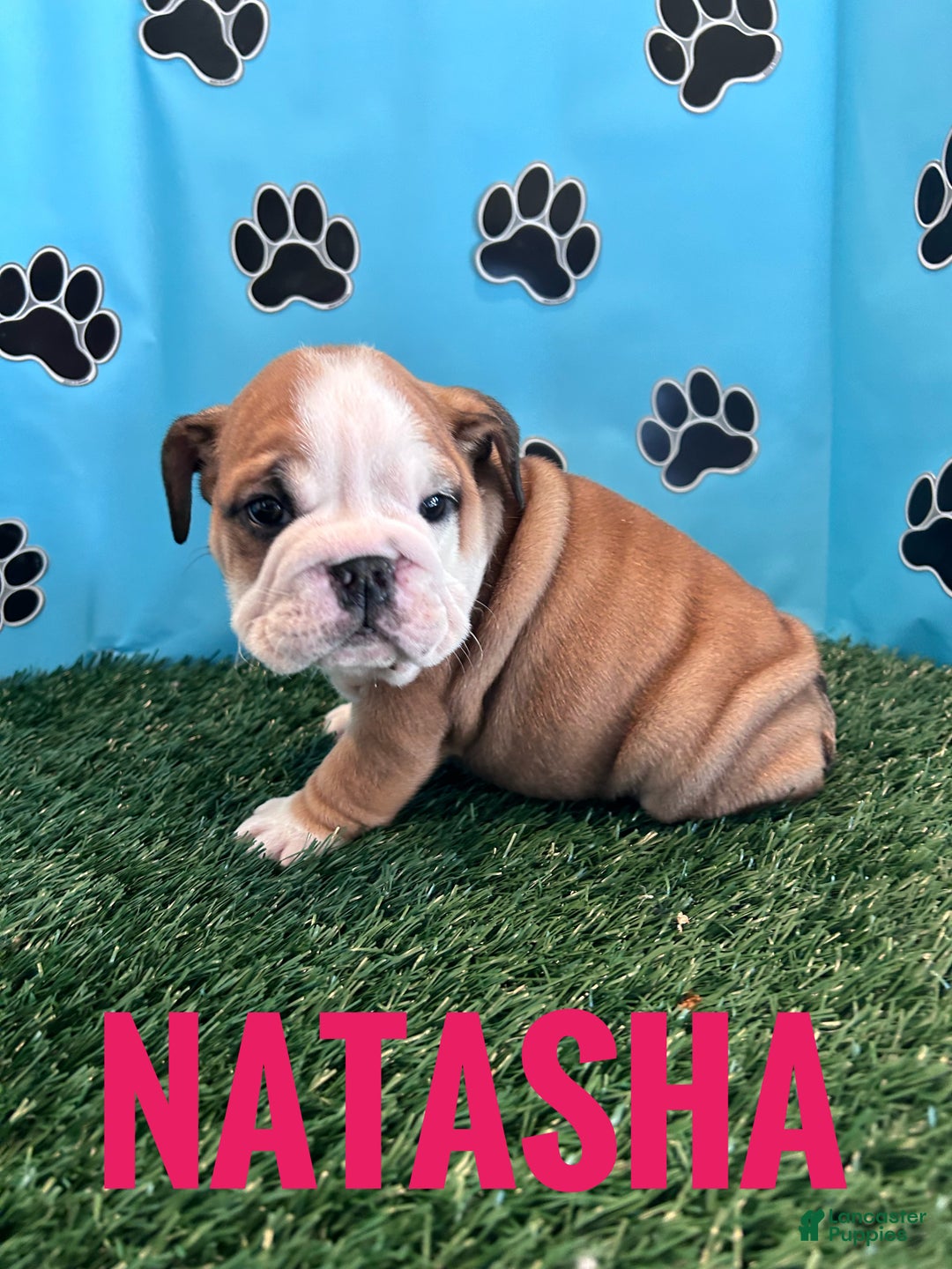English Bulldog dogs for sale: NATASHA - Ad 3
