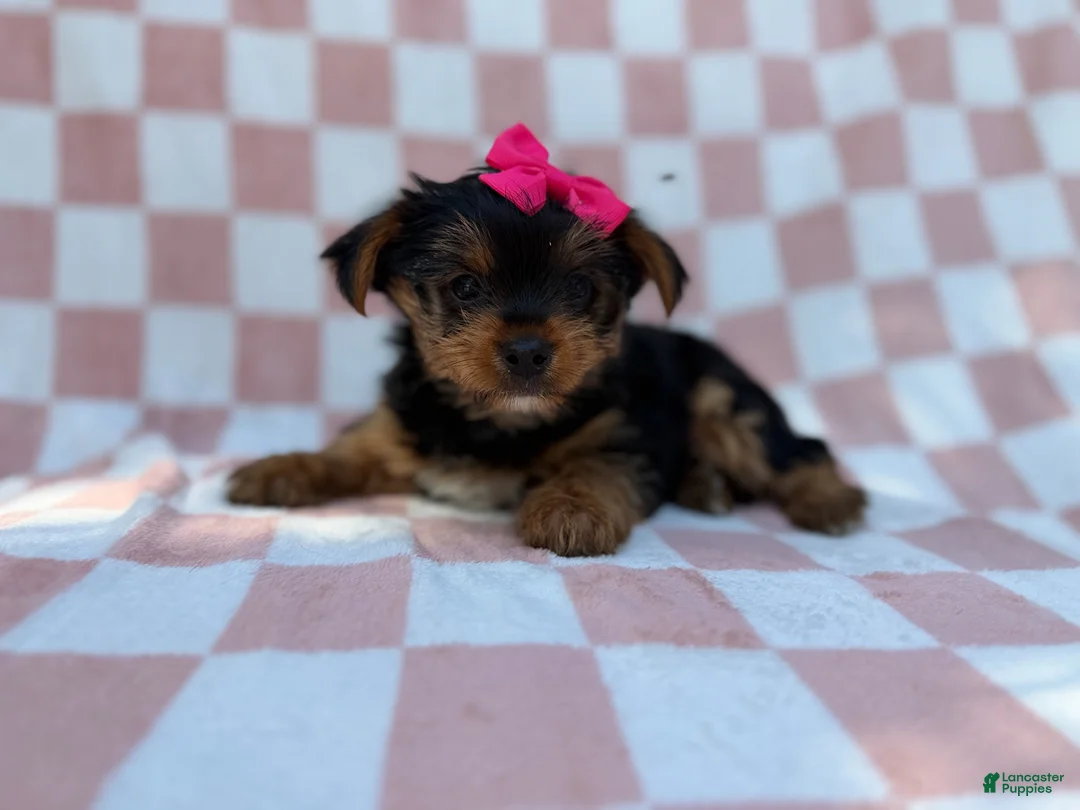 Yorkiepoo dogs for sale: Tazzy - Ad 7